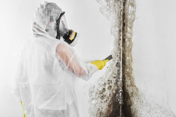 Best Office Mold Removal Services  in Independent Hill, VA
