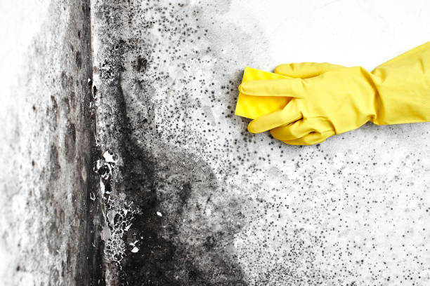 Best Residential Mold Removal  in Independent Hill, VA