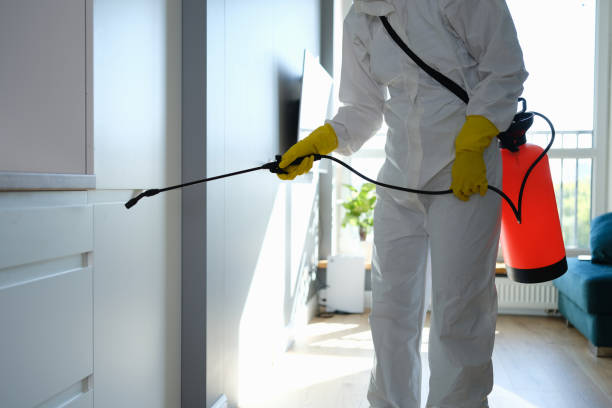Trusted Independent Hill, VA Mold Removal Experts