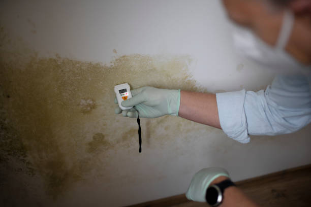Best Local Mold Removal Service  in Independent Hill, VA