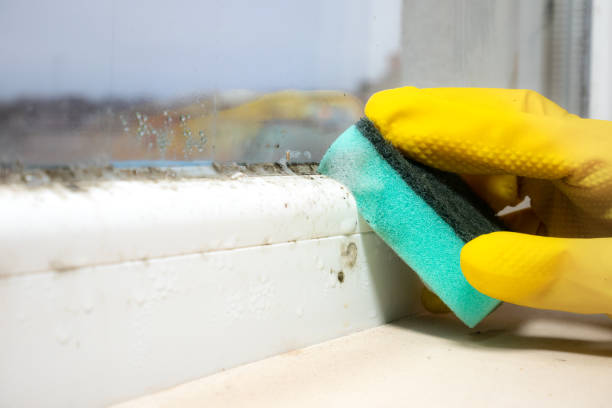 Best Crawl Space Mold Removal  in Independent Hill, VA