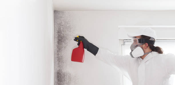 Best Home Mold Removal  in Independent Hill, VA