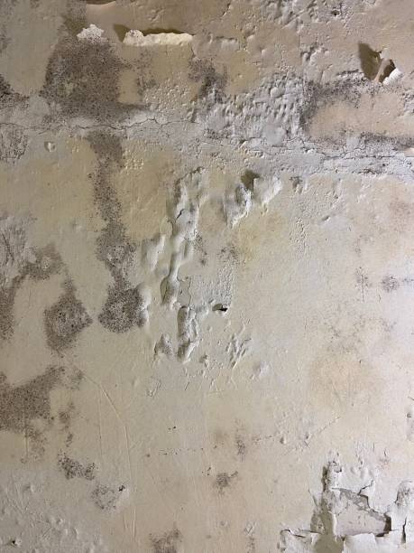 Best Professional Mold Removal  in Independent Hill, VA
