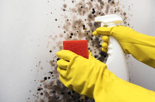 Best Local Mold Removal Service  in Independent Hill, VA