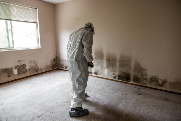 Best Attic Mold Removal  in Independent Hill, VA