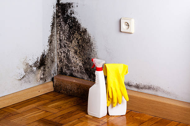 Best Commercial Mold Removal  in Independent Hill, VA