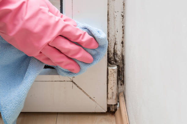 Best Mold Removal Company Near Me  in Independent Hill, VA