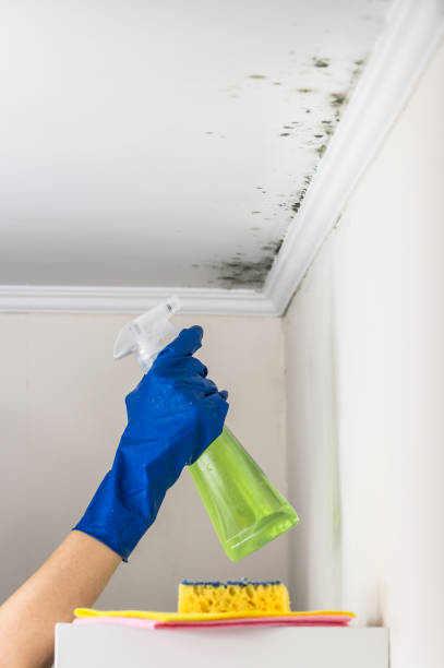 Best Mold Damage Repair  in Independent Hill, VA