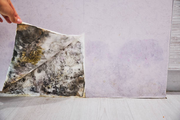 Best Mold Testing  in Independent Hill, VA